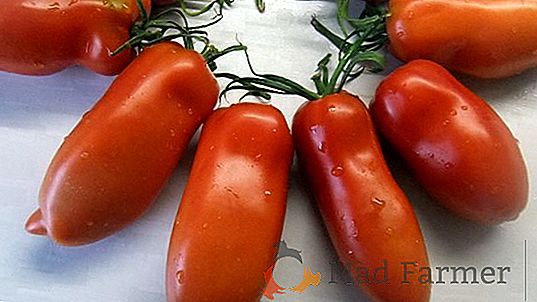 Červená, korenistá paradajka "Moskovská hruška" - popis, kultivácia, aplikácia