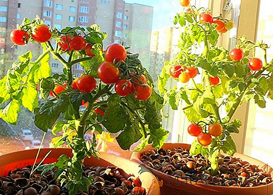 Izba paradajky, balkónové paradajky alebo jednoducho "balkónový zázrak": popis odrody s fotografiami