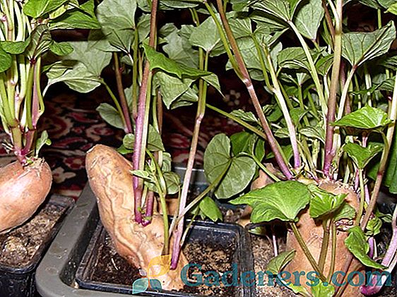 Правила і секрети вирощування пекінської капусти на своєму городі