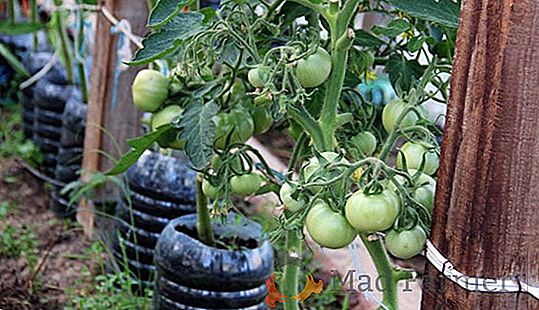 Pravidla a tajemství pěstování papriky na otevřeném terénu: pojmy a schéma vylodění, odcházející v závislosti na počasí