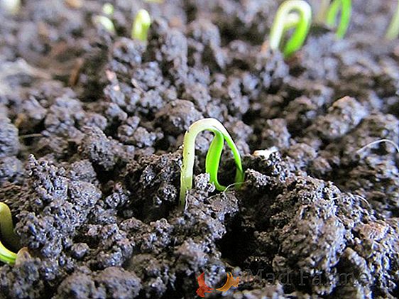 Regras para cultivo de beringelas a partir de sementes em casa: escolha de uma variedade na semeadura, recomendações de cuidados na janela, varanda, na estufa