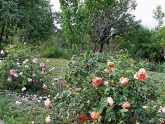 Règles pour la plantation et la culture des haricots