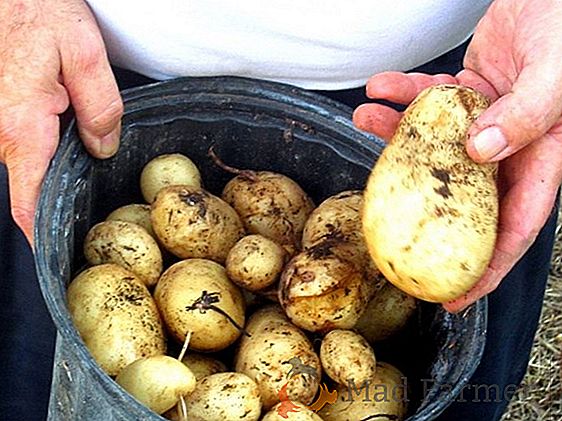 Ruská odrůda brambor Štěstí: nejdřív, nejkrásnější!