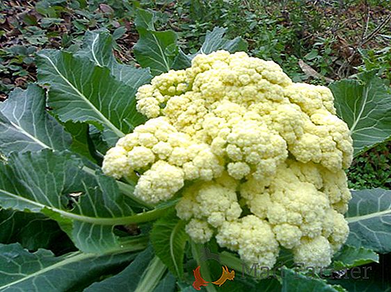 Secretos del crecimiento de la col de brócoli al aire libre. Consejos para una atención adecuada, foto