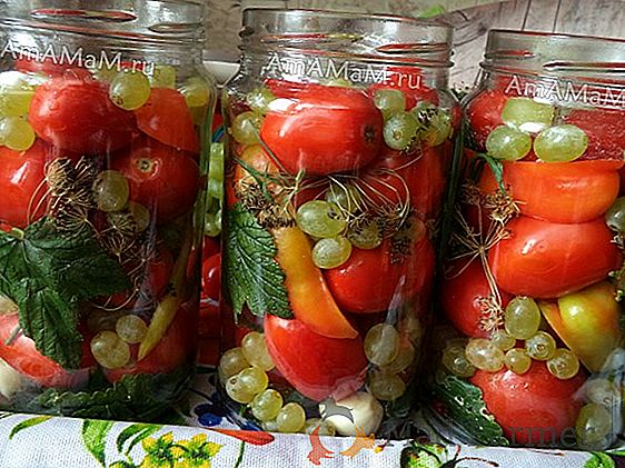 Petites tomates au goût de sucre - tomate F1 "Nastya Slastena"