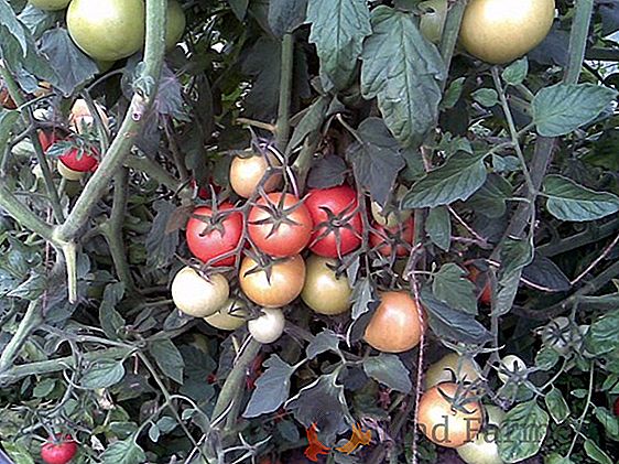 Frutti intelligenti di pomodoro per insalate e salatura - descrizione e caratteristiche della varietà di pomodori "Eagle's Beak"