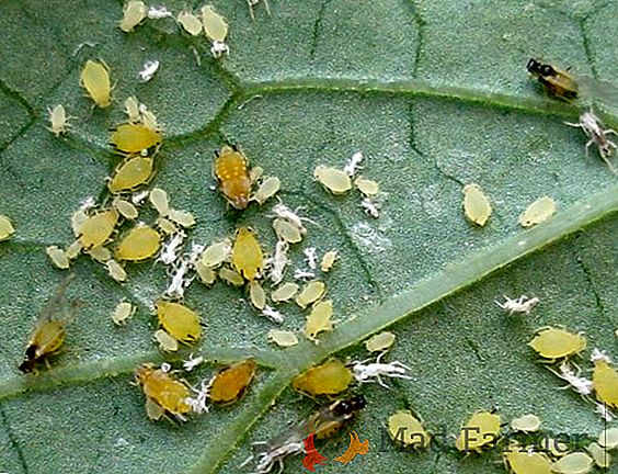 Araña y pulgón en pepinos en un invernadero: fotos, medidas de lucha y tratamiento de enfermedades