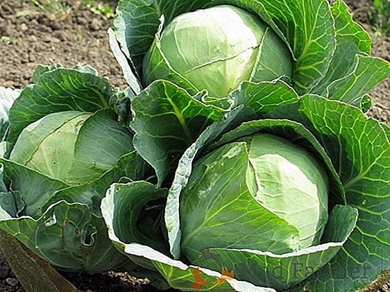 Устойчивый и высокоурожайный картофель «Кардинал»: описание сорта, фото, характеристика