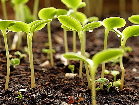 Instructions étape par étape pour cultiver des plants d'aubergine à la maison avec des photos de chaque étape