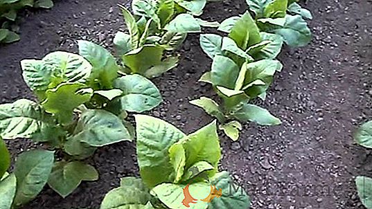 Инструкции стъпка по стъпка за отглеждане на разсад от черен пипер у дома: правилно засаждане на семена, грижи за младите филизи, как да сезон и да растат добри разсад