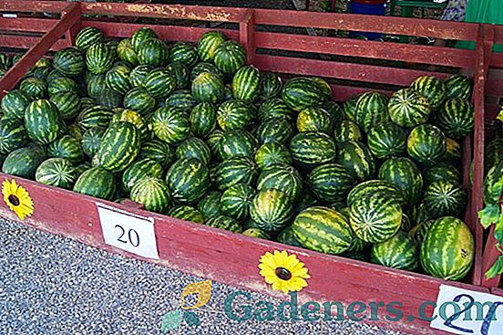 Sladka in sočna lubenica: sorte in rastoča pravila