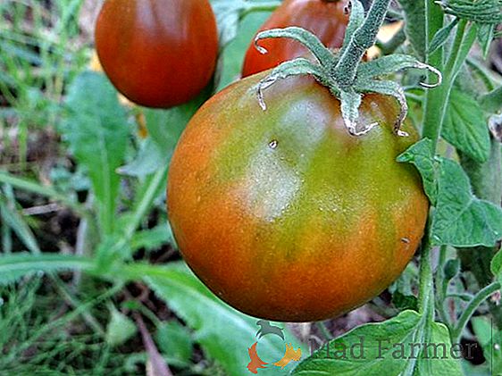 Gigante dulce - tomate "miel rosa": características y descripción de la variedad, fotos de tomates maduros, cultivo de tomates de frutos grandes y control de plagas