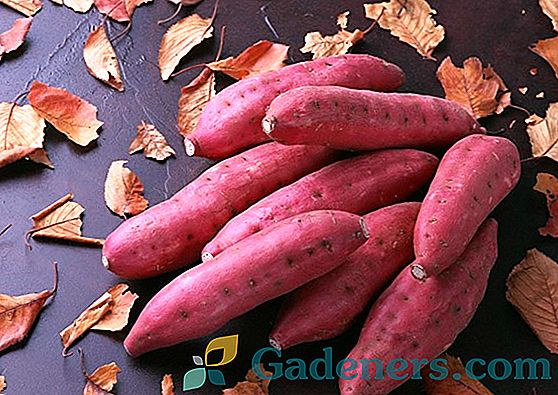 Sladki krompir (sladki krompir): prednosti in pravila gojenja