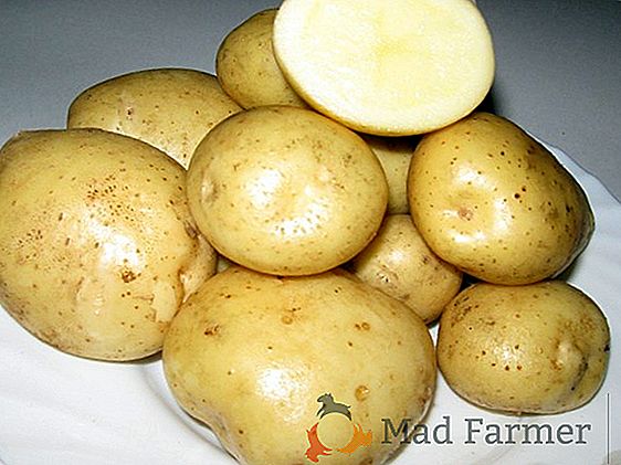 Variedad de patata sabrosa y hermosa "Caprice": descripción de la variedad, característica