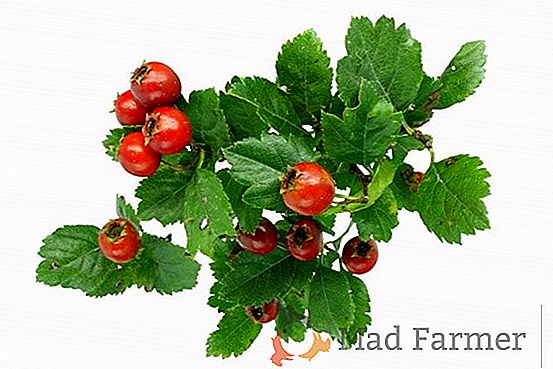 Lahodné, sladké ovoce potěší zahradníka, pěstovat raná rajče hybridních „červenými tvářemi“