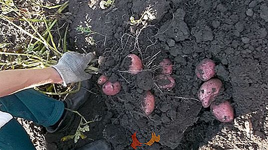 Вкусный привет из Сибири - томат «Земляк»: характеристика, описание сорта помидор и их фото