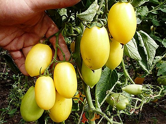 Délicieuse décoration de la serre - tomate "Finnik Yellow": description de la variété de tomates, soin particulier
