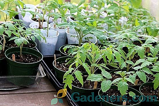 Tehnologija in metode pridelovanja paradižnika na okenski polici pozimi