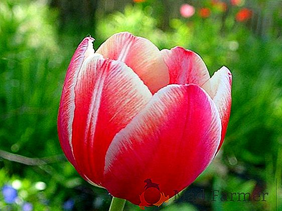 Tecnologia per principianti: tecnologia agricola per la coltivazione di tulipani in una serra entro l'8 marzo