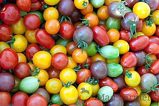 El sorprendente tomate "Rosa de pasas": una descripción de la variedad, el tipo de tomate, el rendimiento, las ventajas y desventajas, la susceptibilidad a las plagas