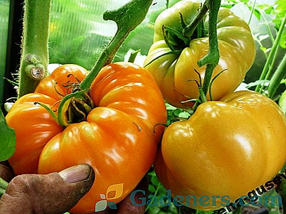 Най-добрите ранни сортове от 2018 домати за открити площи в различни региони на Русия