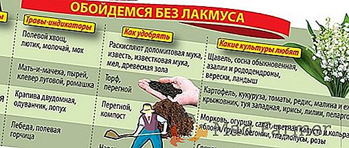 Najboljši poskus ruskih rejcev - paradižnik "Vukovi srce": značilnosti in opis sorte, fotografija