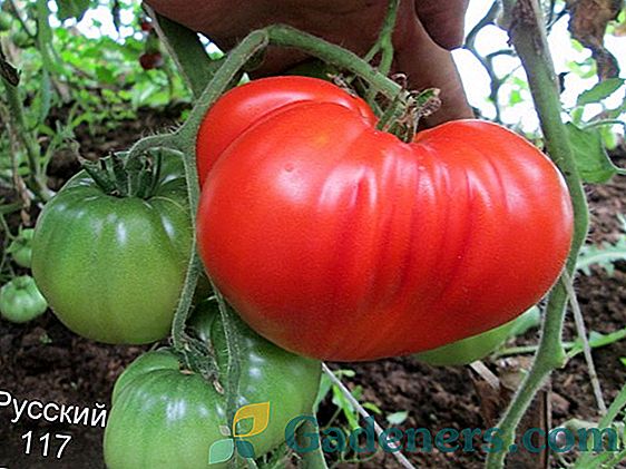 Nejlepší odrůdy rajčat v roce 2018 pro střední pás, předměstí, Ural, jižní Rusko
