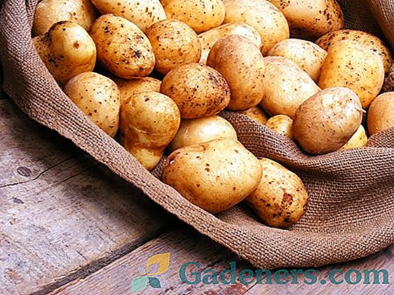 Nejlepší způsoby skladování sklizně brambor v zimě