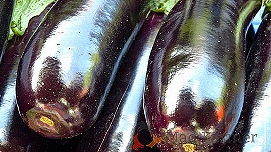 Tamno voćni rajčica "Paul Robson" - tajne uzgoja, opis sorte