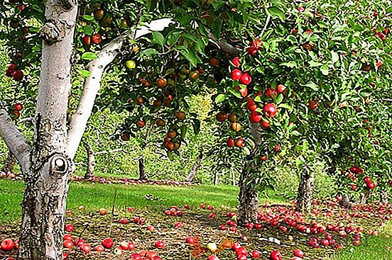 Il sogno di qualsiasi giardiniere - pomodoro "Tamara": una descrizione della varietà e raccomandazioni per la cura