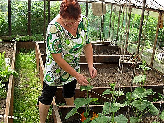 Любимец многих овощеводов - томат «Мечта лентяя»: описание сорта, урожайность и особенности выращивания