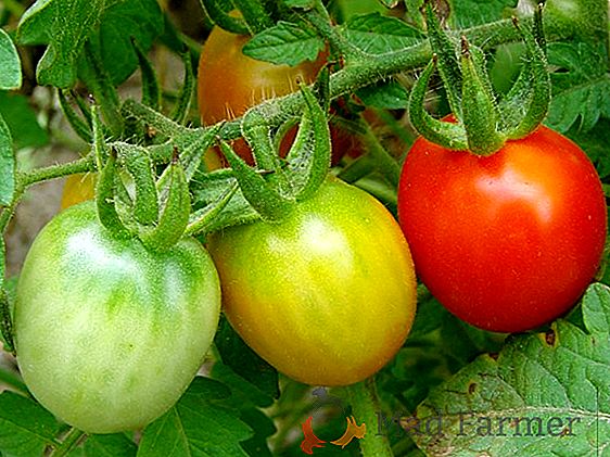 O amigo do jardineiro de começo é o tomate "Chelnok": descrição e caracterização da variedade, cultivo de tomates deliciosos