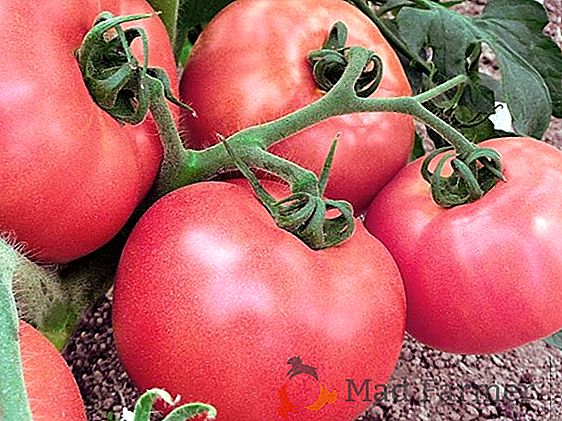 Înălțimea tomatei "Saccharide carnale" îl face un gigant printre frați. Descrierea soiului de tomate cu randament ridicat