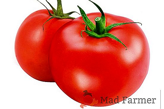 Descrizione, descrizione e foto del pomodoro perfetto "Melo della Russia"