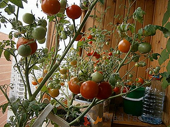 Ideální odrůda pro začátečníky zahradnictví - rajče "Roma" F1. Popis, vlastnosti a fotografie rajčat "Roma" VF