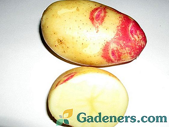 Nejvíce sucha odolné brambory 