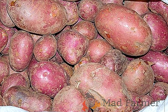 A mais velha variedade doméstica de batatas "Lorch" fotos e características