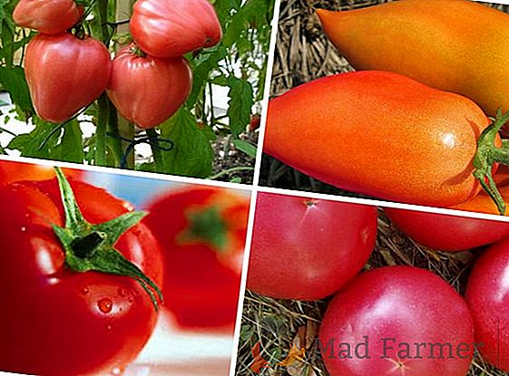 Le type parfait de tomate "Zest": description des tomates, croissance et rendement, avantages et inconvénients, lutte antiparasitaire