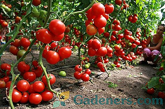 Pareiza dārzeņu un augļu uzglabāšanas apstākļi