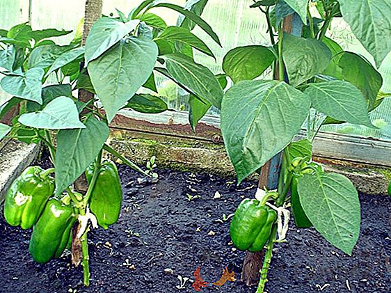 El esquema para la formación de un arbusto de pimienta en un invernadero: ¿por dónde empezar y por qué es necesario?