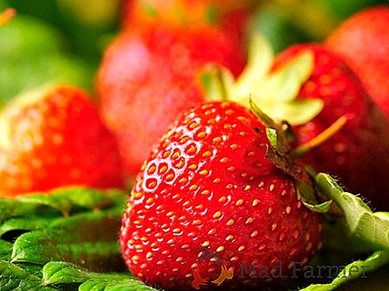 Secretos de cultivar fresas en un invernadero con tecnología holandesa