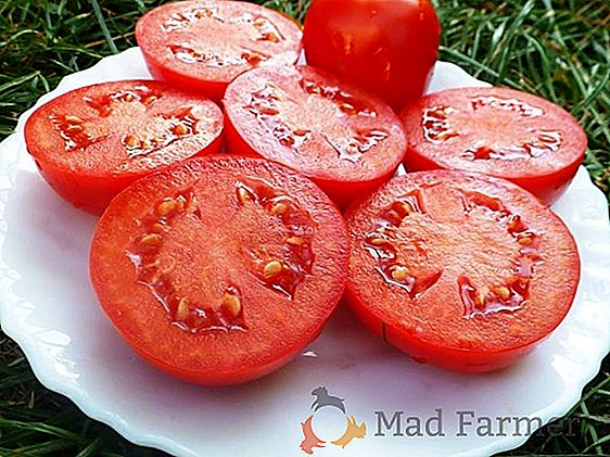 Um híbrido de maturação precoce de tomates de alta produtividade "Ob Dome", descrição e recomendações para cuidados