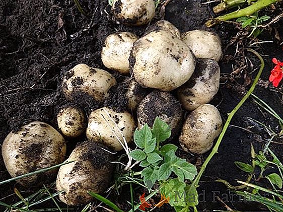 Technológia pestovania zemiakov v bareli od "A" po "I"