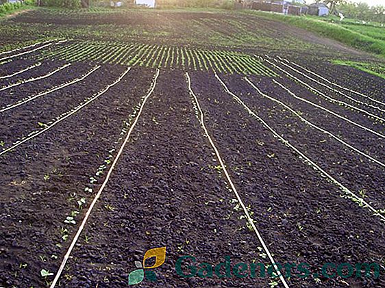 Technológia výsadby repy so semenami na otvorenom teréne