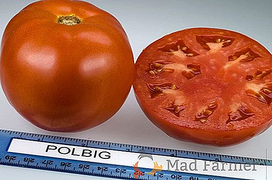 O híbrido de tomate "Aurora F1" é amado pelos camionistas por excelentes datas de maturação, alto rendimento, tomate resistente a doenças