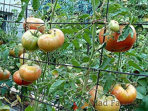La variedad de tomate de la selección de Siberia, que da una excelente cosecha en el invernadero - "Perla de Siberia"