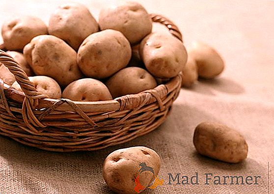 Patatas alemanas Rosar: una variedad temprana, sin pretensiones en el cuidado