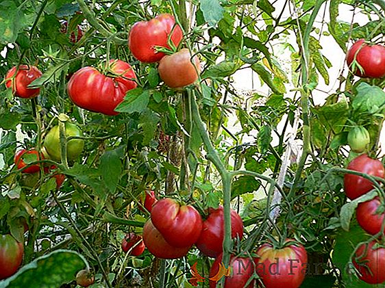 Sucul de tomate nemanipulat "Pink Miracle F1", recomandări pentru îngrijire, descriere și fotografii