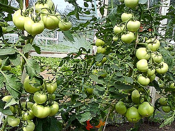 Nenáročný rajčat "Sultan F1": vlastnosti a popis odrůdy, fotografie z rajčat