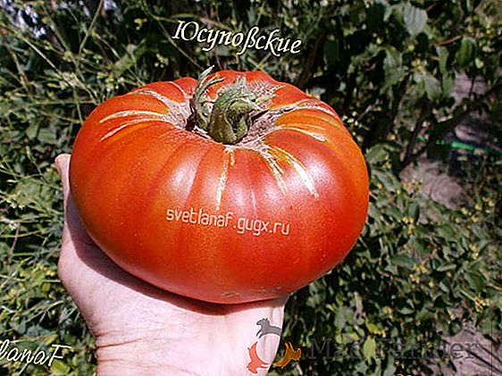 Nenáročný tomato „Yamal“ poroste bez vašeho úsilí: charakteristiky a popis odrůdy